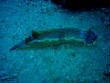 webassets/P7100581.JPG